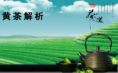 七、黄茶解析