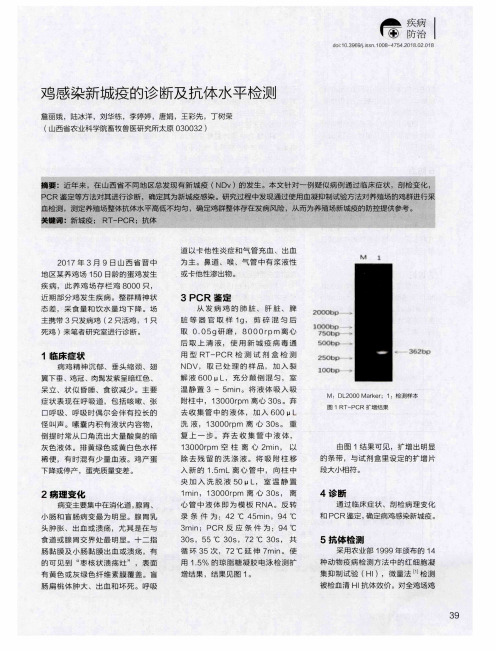 鸡感染新城疫的诊断及抗体水平检测