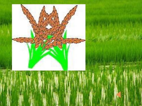 苏教版语文三年级上册18小稻秧脱险记