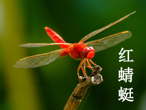 人教新课标音乐四年级下册《红蜻蜓1》PPT课件