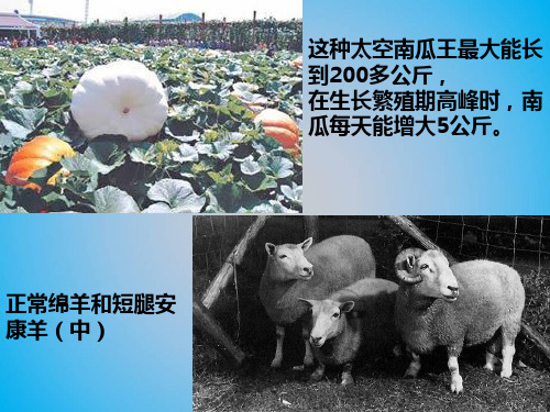高中生物PPT课件生物变异的来源