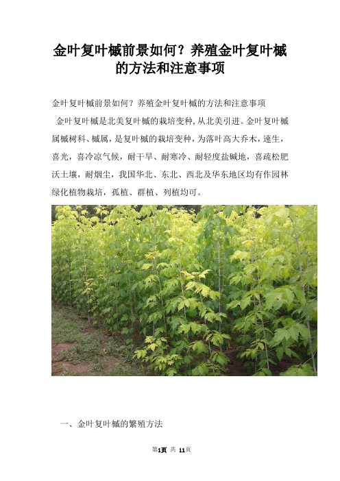 金叶复叶槭前景如何？养殖金叶复叶槭的方法和注意事项