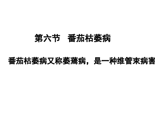番茄枯萎病防治