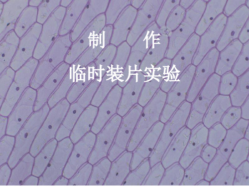 临时装片的制作