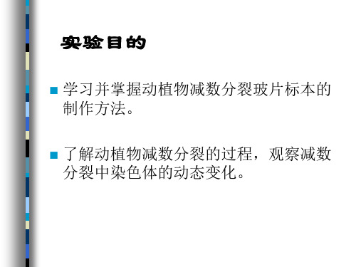 减数分裂观察教学提纲