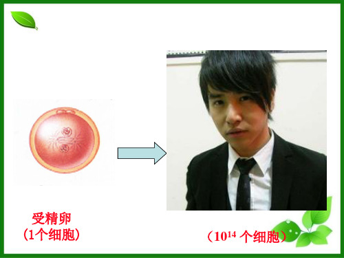 细胞增殖PPT课件45 苏教版