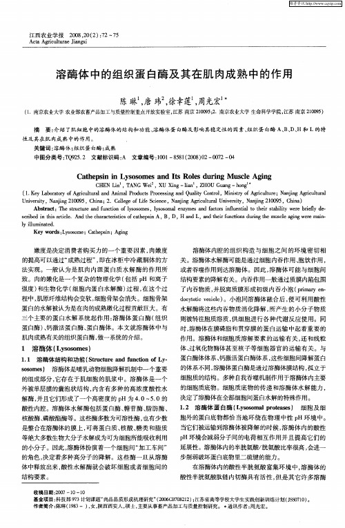 溶酶体中的组织蛋白酶及其在肌肉成熟中的作用