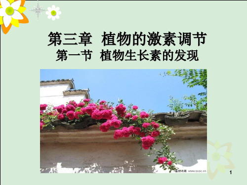 人教版高中生物必修三第3章第1节   植物生长素的发现  课件(共25张PPT)[优秀课件资料]
