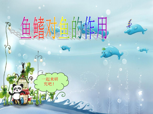 鱼鳍对鱼的作用