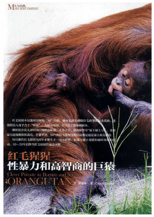 红毛猩猩：性暴力和高智商的巨猿
