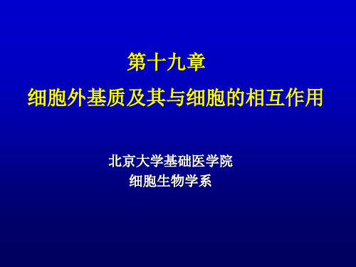 细胞生物学胞外基质