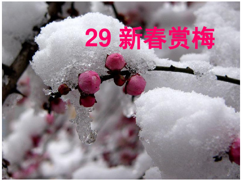 三年级上册语文课件29 新春赏梅｜湘教版(共25张PPT)