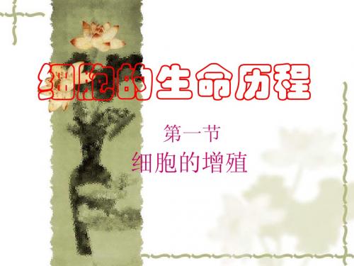 人教版教学课件细胞的增殖-有丝分裂