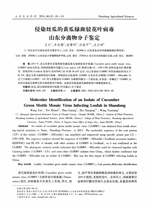 侵染丝瓜的黄瓜绿斑驳花叶病毒山东分离物分子鉴定