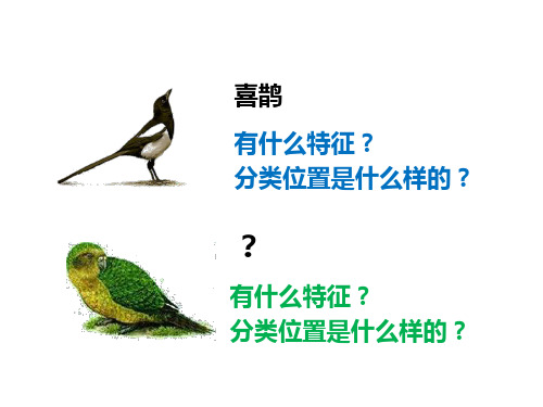 苏科版生物七下5.14.2《生物检索表》课件(共18张PPT)