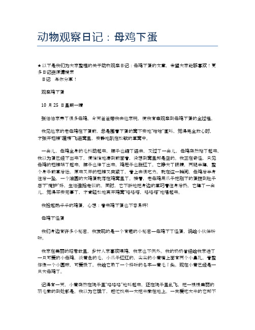 动物观察日记：母鸡下蛋