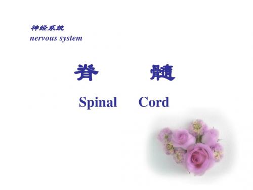 脊髓spinalcord