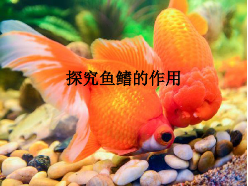 人教版四年级科学上册探究鱼鳍的作用