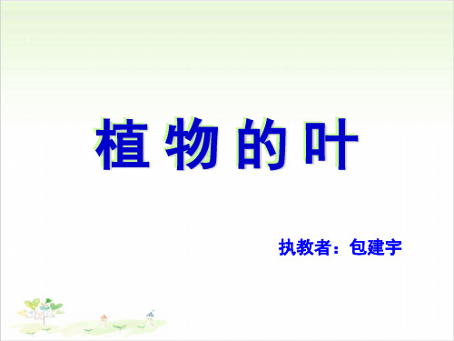 三年级上册科学-植物的叶教科版(共31张)-PPT课堂课件