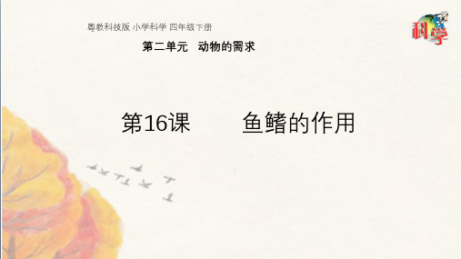 粤教版科学《专题探究：鱼鳍的作用》PPT精美版1