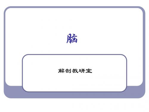 17脑