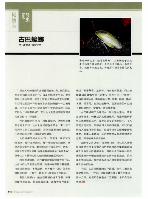 古巴蟑螂