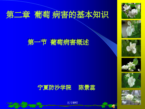 《葡萄病害》PPT课件