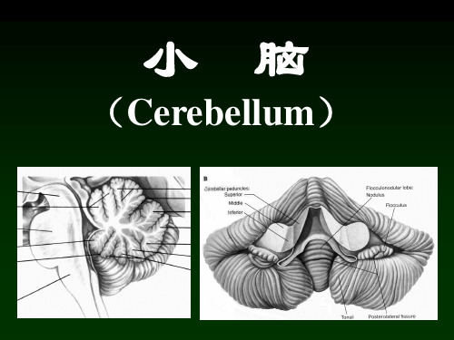 手把手认识小脑资料