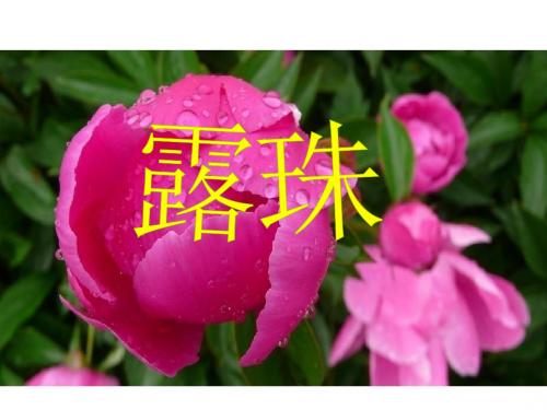 2017春教科版语文一年级下册阅读四《露珠》ppt课件3