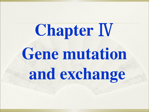 大学分子生物学经典双语课件C4-Gene_mutation_and_exchange资料