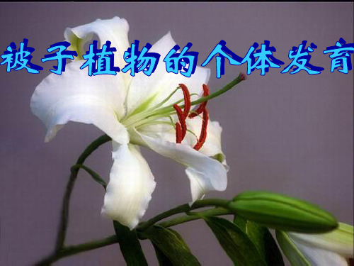讲课——被子植物的个体发育精华课件 人教版