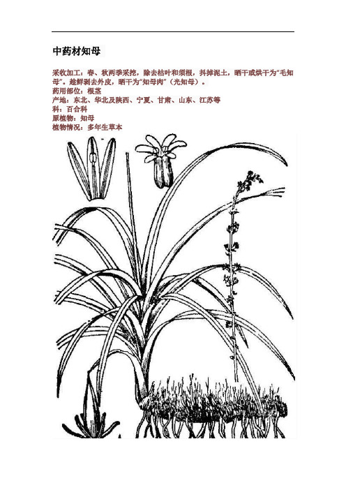中药材知母