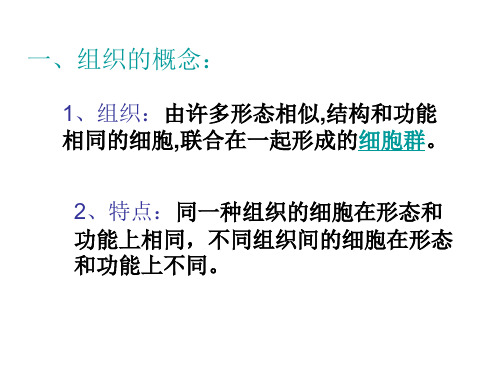 显微镜下的生物(第二课时)(PPT)2-2