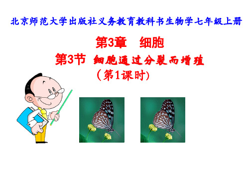 北师大版七年级上册生物2.3. 1细胞通过分裂而增殖(共16张PPT)(共16张PPT)