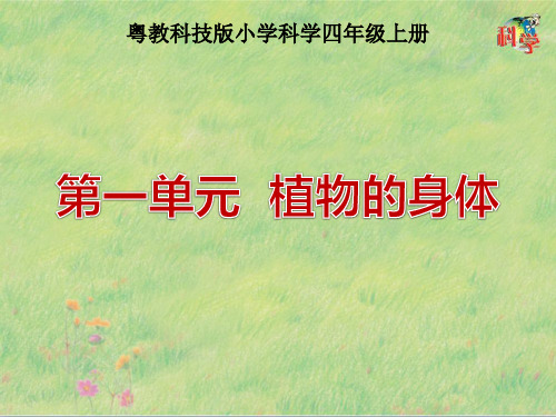 粤教版小学科学四年级上册第一单元《植物的身体》课件(共8课时)