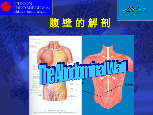 解剖(腹壁)