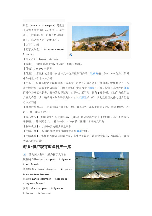 鲟鱼百科