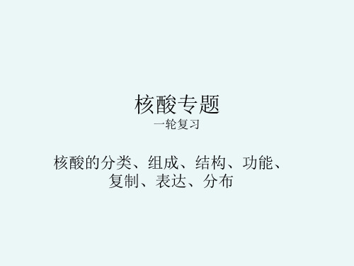 高三一轮复习核酸专题课件(共31张PPT)