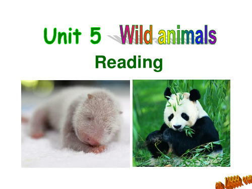 8A Unit5 Wild animals Reading课件