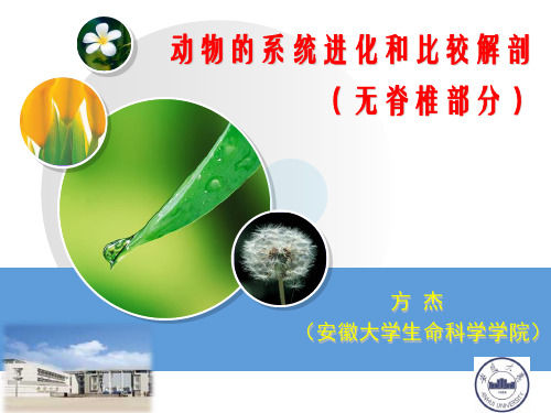 动物的系统进化和比较解剖(无脊椎部分)
