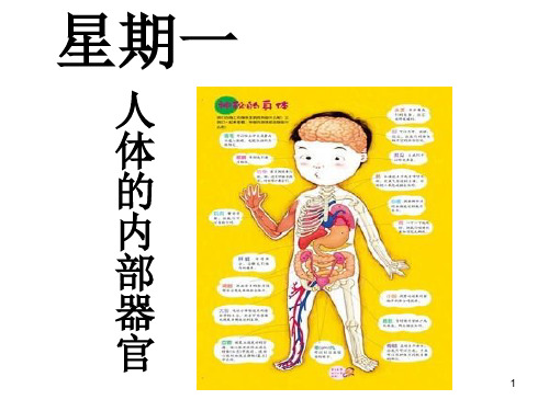 幼儿园主题课：人体的内部器官ppt课件