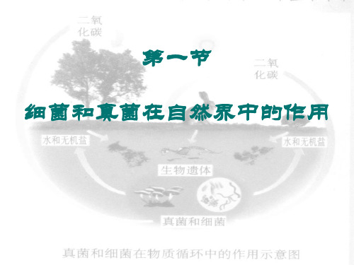 《细菌和真菌在自然界中的作用》细菌和真菌3PPT课件 图文