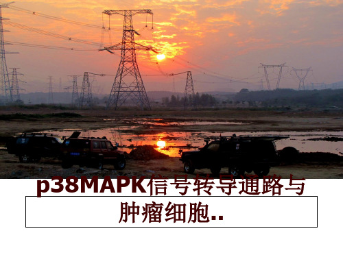 最新p38MAPK信号转导通路与肿瘤细胞..ppt课件