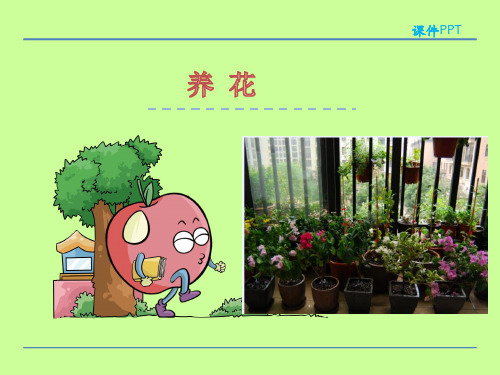 (赛课课件)北师大六年级下《养花》课件