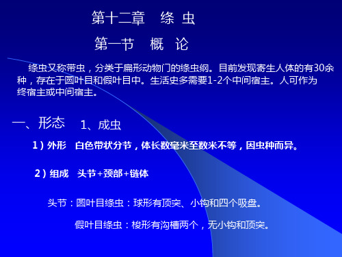 绦虫.ppt
