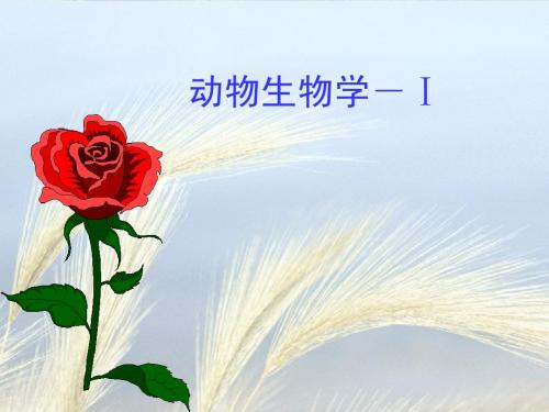 节肢动物及棘皮动物门的观察及分类