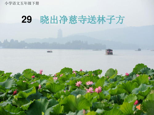 五年级下册语文优秀课件-课文24《晓出净慈寺送林子方》苏教版共35张PPT