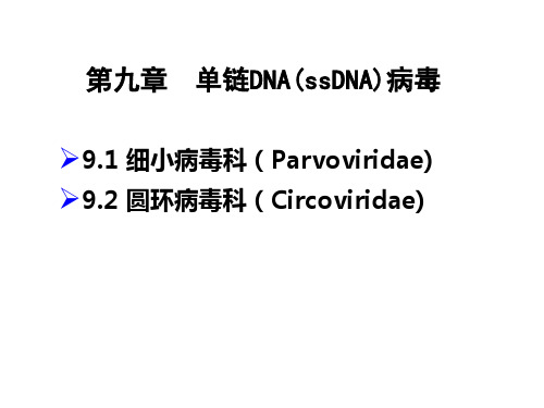 动物病毒学课件第9章  单链DNA病毒