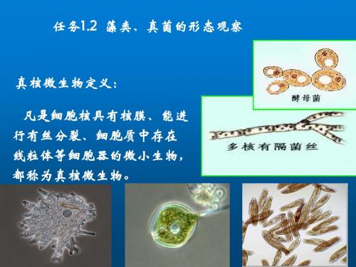 环境微生物学项目1-2 真菌+藻类
