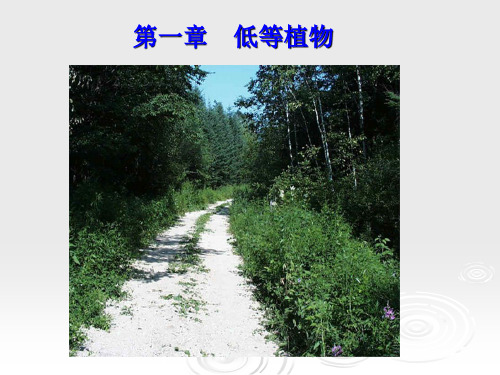 1低等植物(藻_菌_地衣)